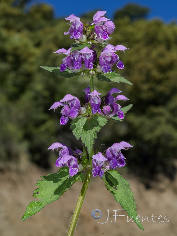 Lamium maculatum.04