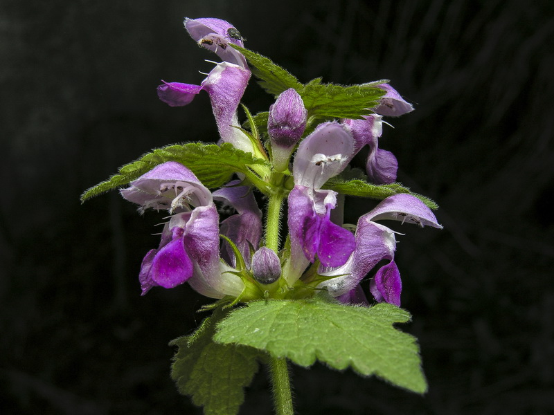 Lamium maculatum.05