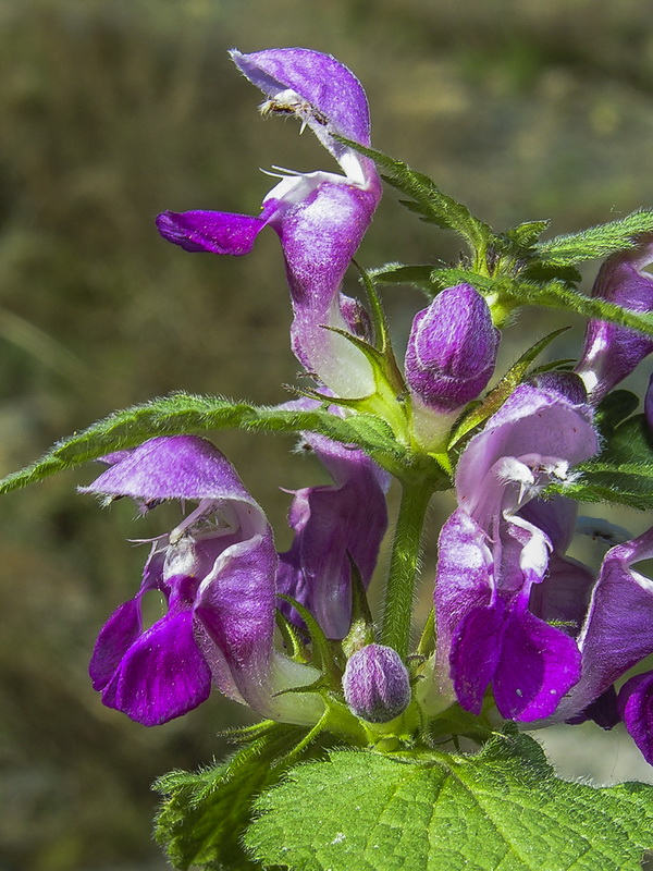 Lamium maculatum.06