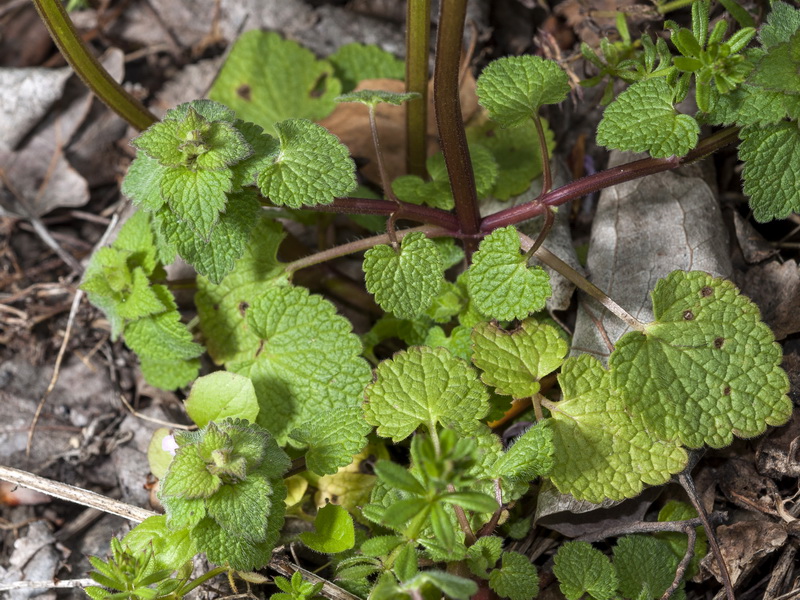 Lamium purpureum.02