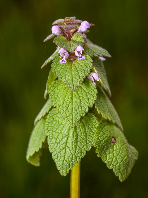 Lamium purpureum.04