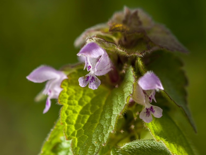 Lamium purpureum.05