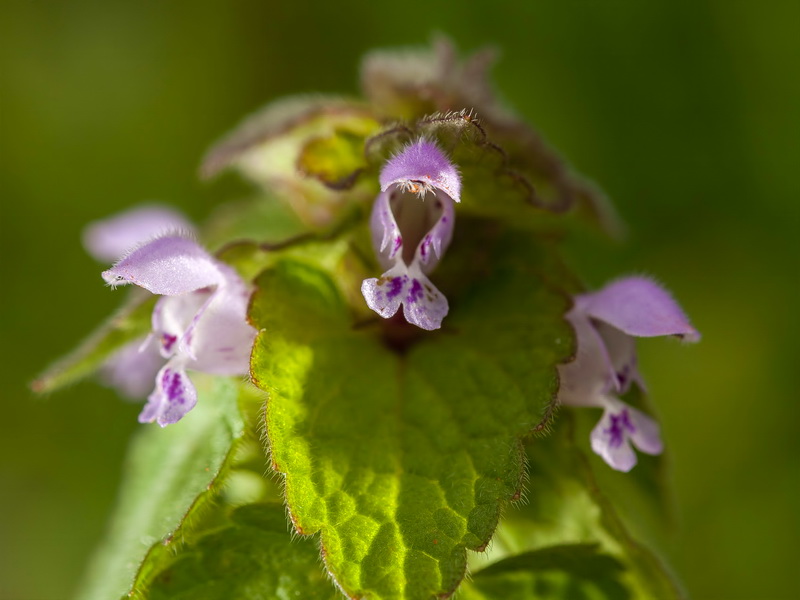 Lamium purpureum.06