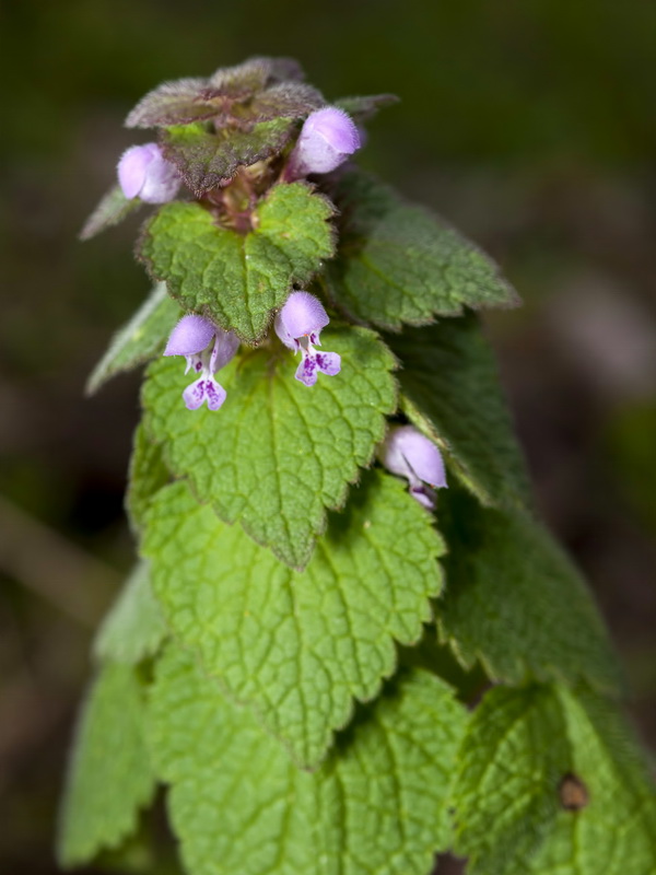 Lamium purpureum.08