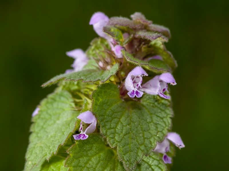 Lamium purpureum.09