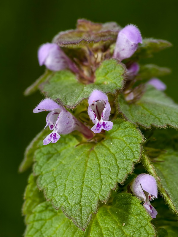 Lamium purpureum.10