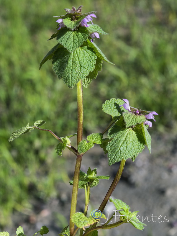 Lamium purpureum.12