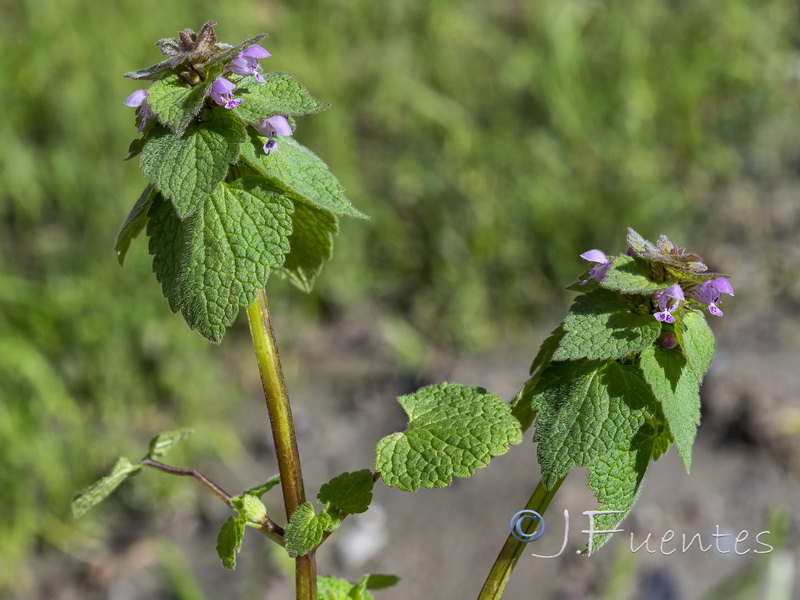 Lamium purpureum.13