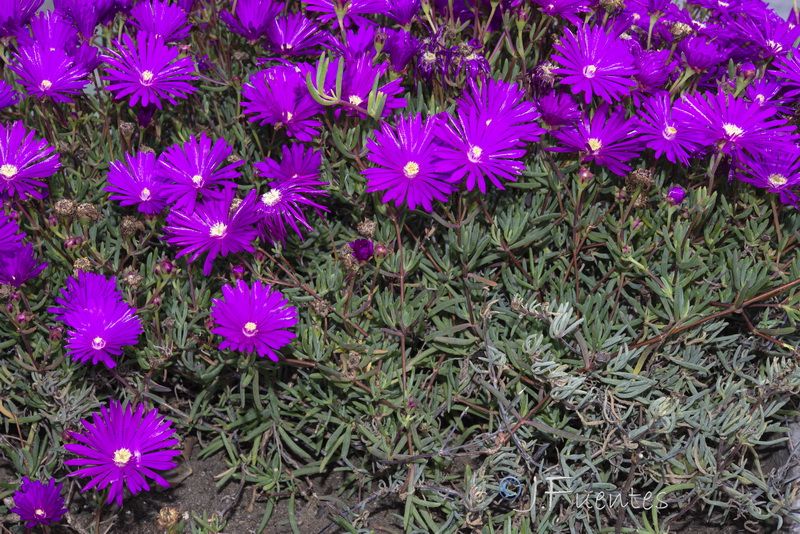 Lampranthus multiradiatus.01