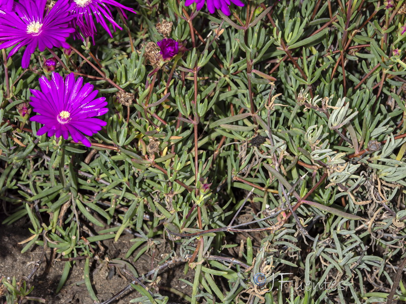 Lampranthus multiradiatus.02