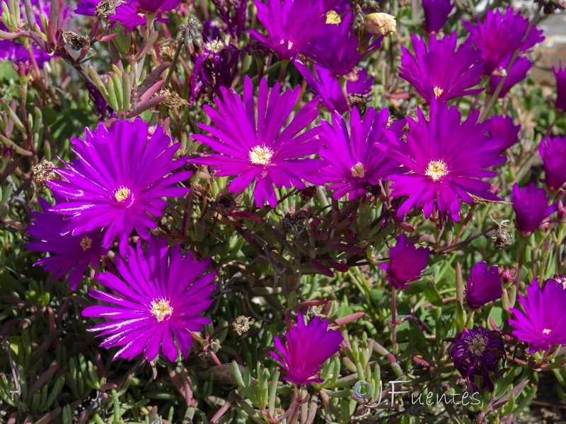 Lampranthus multiradiatus.03