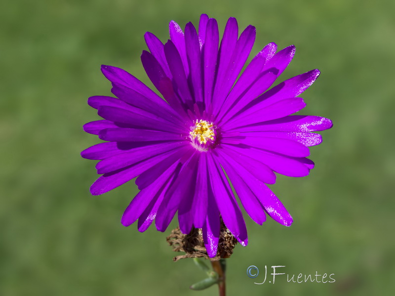 Lampranthus multiradiatus.04