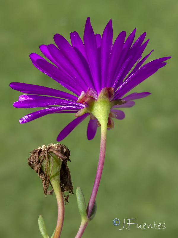 Lampranthus multiradiatus.05