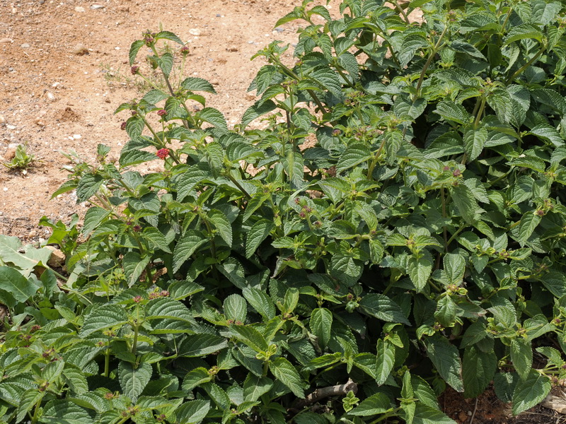 Lantana camara.01