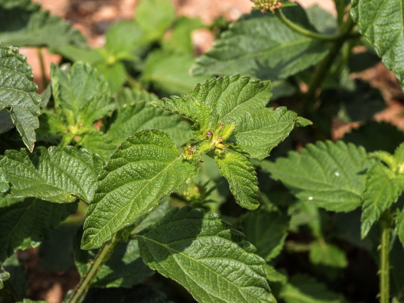 Lantana camara.02