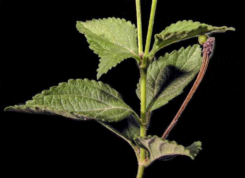 Lantana camara.04