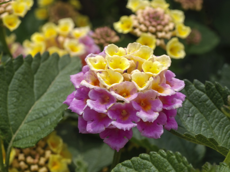 Lantana camara.06