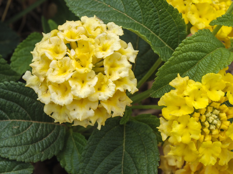 Lantana camara.07