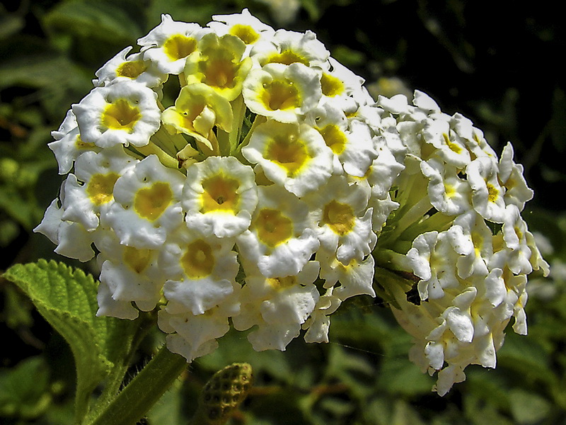 Lantana camara.08