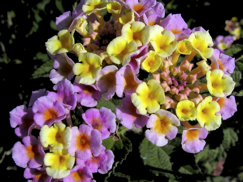 Lantana camara.09