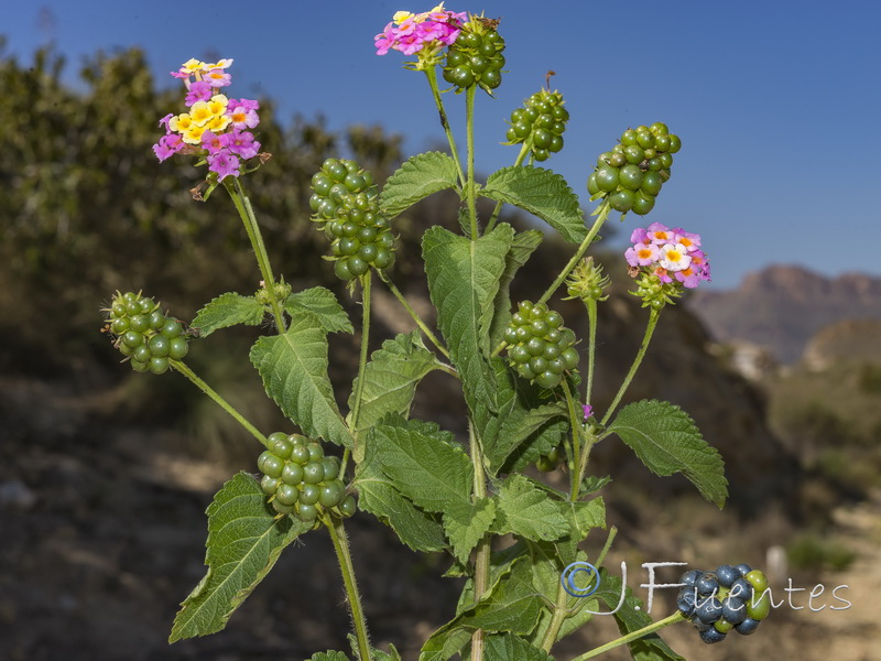 Lantana camara.16