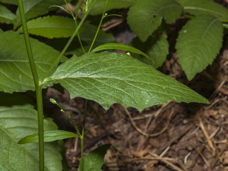 Lapsana communis.03