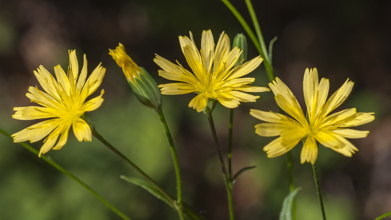 Lapsana communis.07