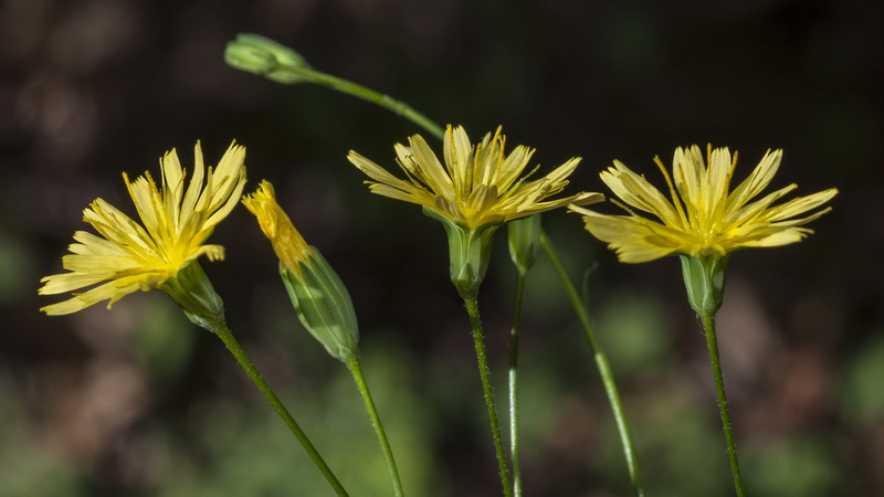 Lapsana communis.08