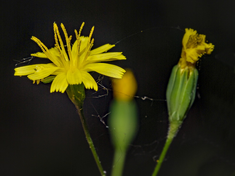 Lapsana communis.09