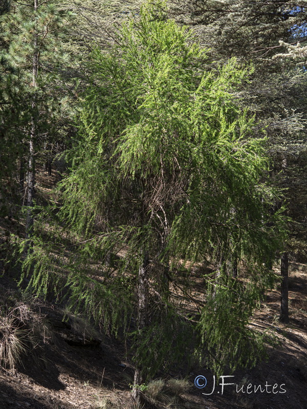Larix decidua.01