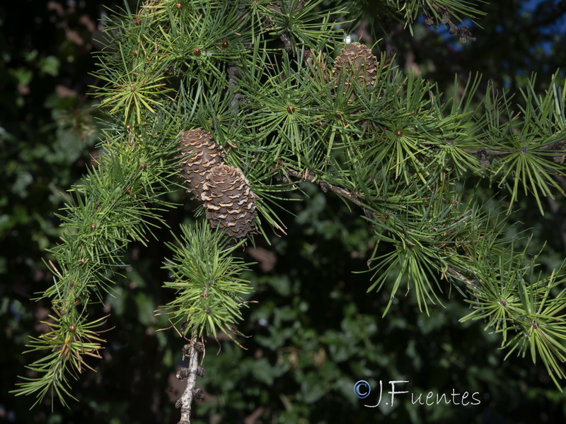 Larix decidua.02