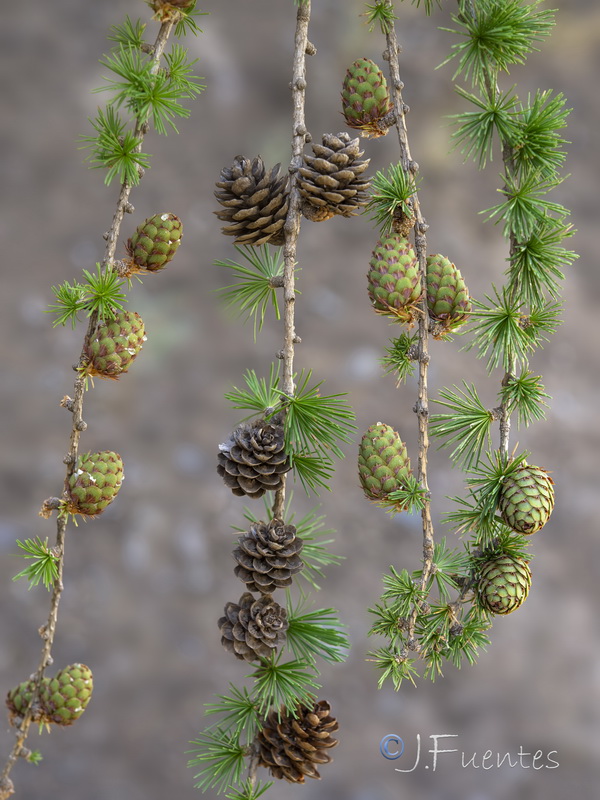 Larix decidua.04