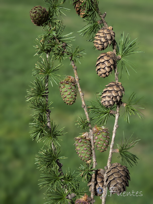 Larix decidua.05