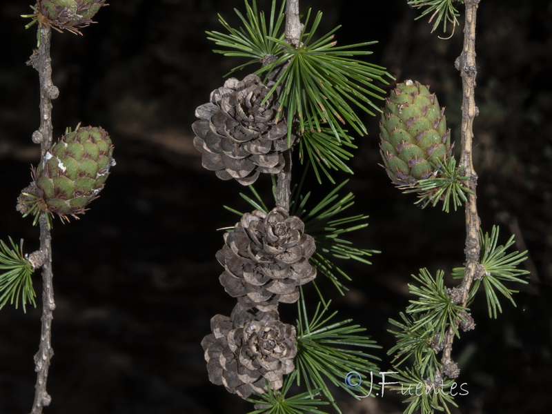 Larix decidua.06