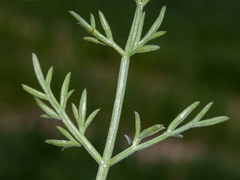 Laserpitium gallicum orospedanum.03
