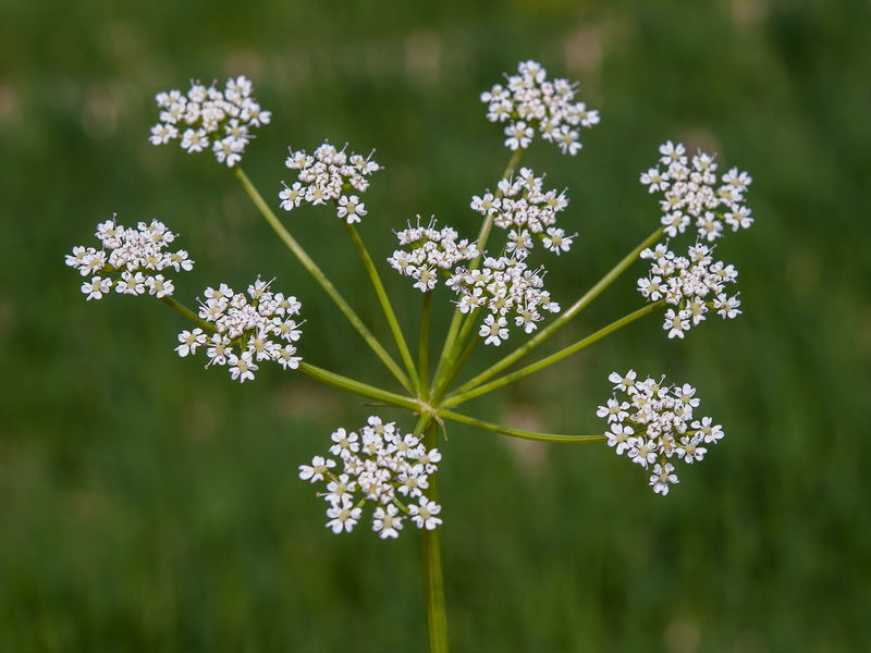 Laserpitium gallicum orospedanum.05