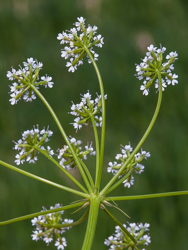 Laserpitium gallicum orospedanum.06