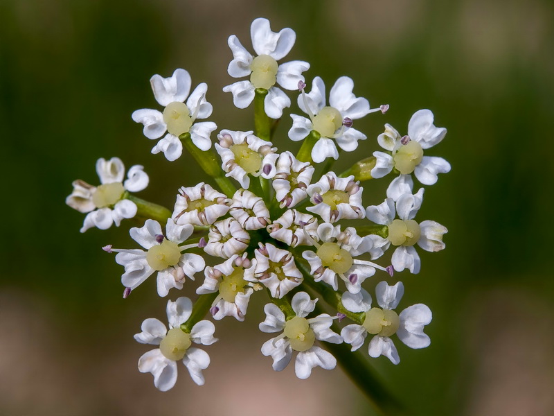 Laserpitium gallicum orospedanum.09