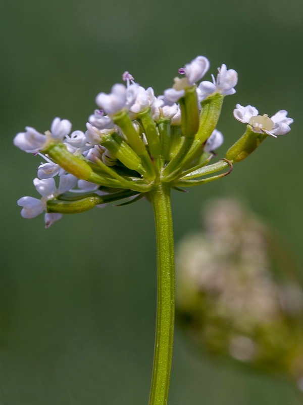 Laserpitium gallicum orospedanum.10