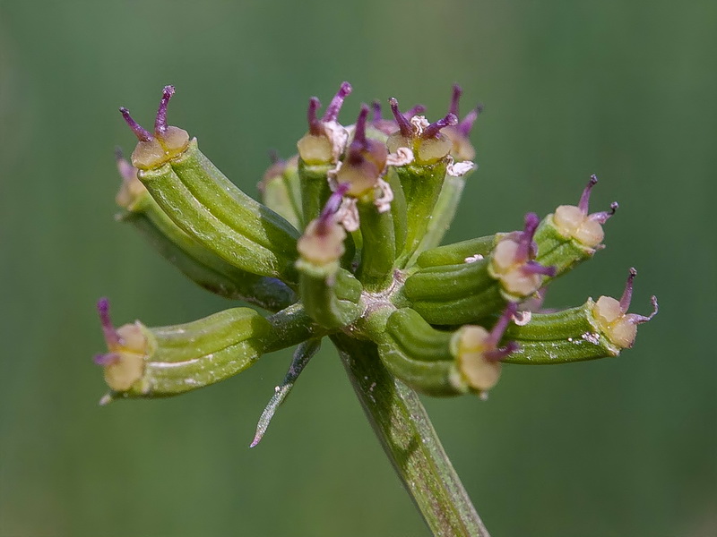 Laserpitium gallicum orospedanum.11