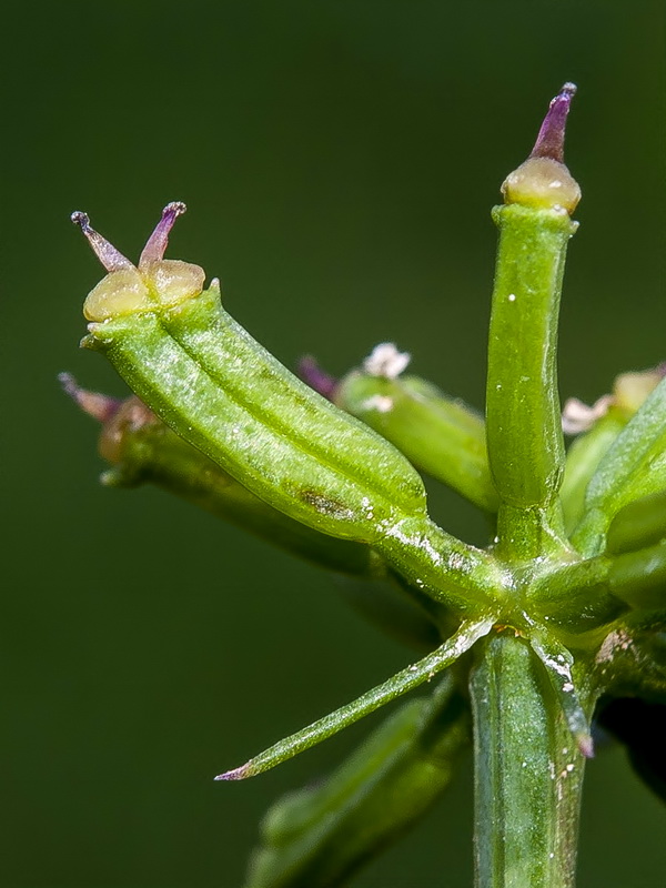 Laserpitium gallicum orospedanum.13