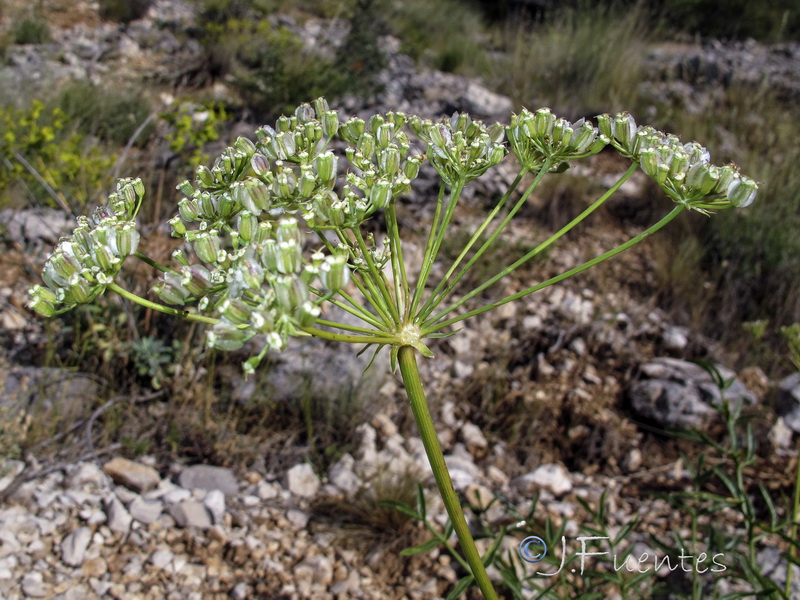 Laserpitium gallicum orospedanum.16