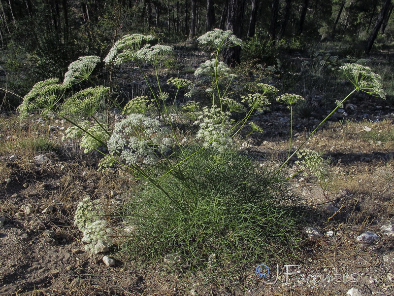 Laserpitium gallicum orospedanum.18