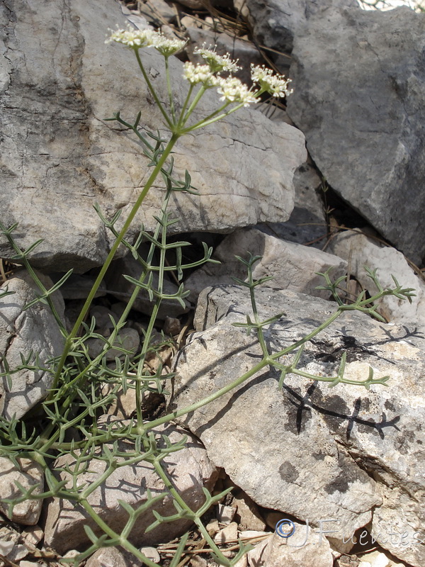 Laserpitium gallicum orospedanum.21