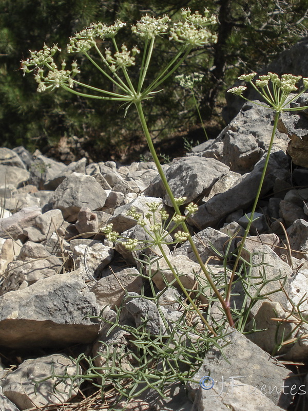 Laserpitium gallicum orospedanum.23