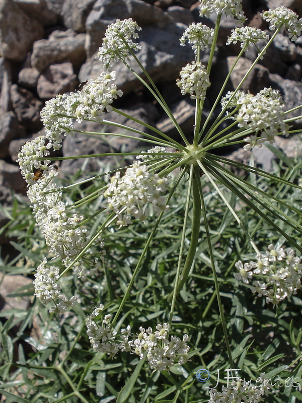 Laserpitium gallicum orospedanum.24