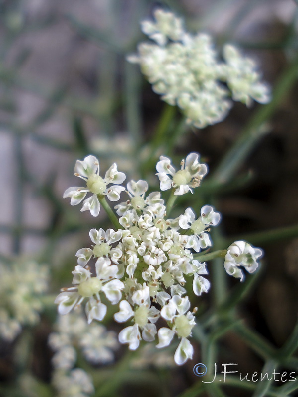 Laserpitium gallicum orospedanum.25