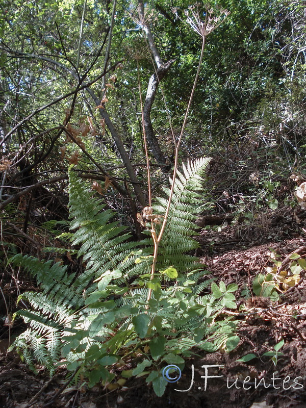 Laserpitium latifolium nevadensis.02