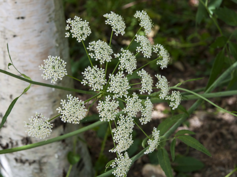 Laserpitium latifolium nevadensis.03