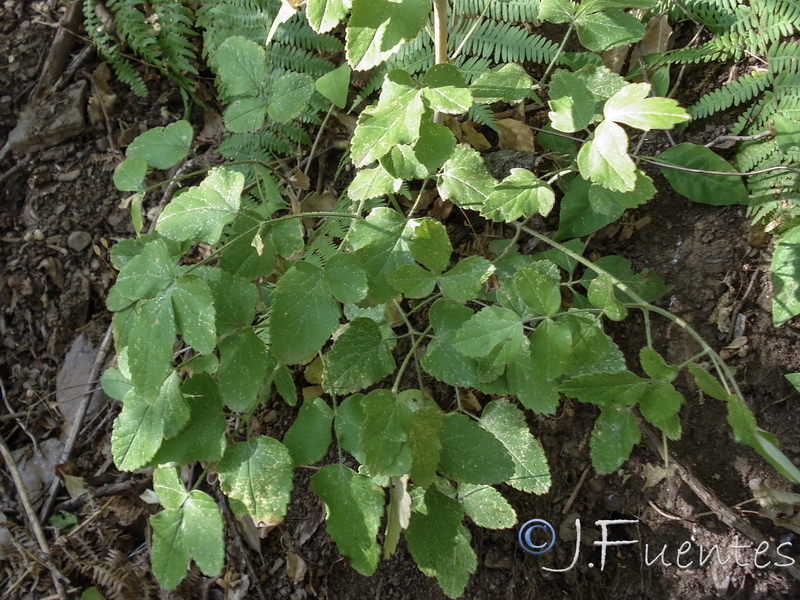 Laserpitium latifolium nevadensis.04